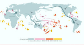 研究表明自更新世以来人类可能已导致至少1300种鸟类灭绝