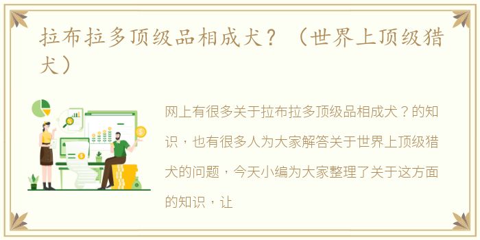 拉布拉多顶级品相成犬？（世界上顶级猎犬）