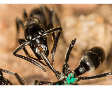 研究表明马塔贝莱蚂蚁使用抗菌化合物来治疗感染伤口