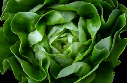 保持绿色蔬菜更长时间新鲜的7个提示和技巧
