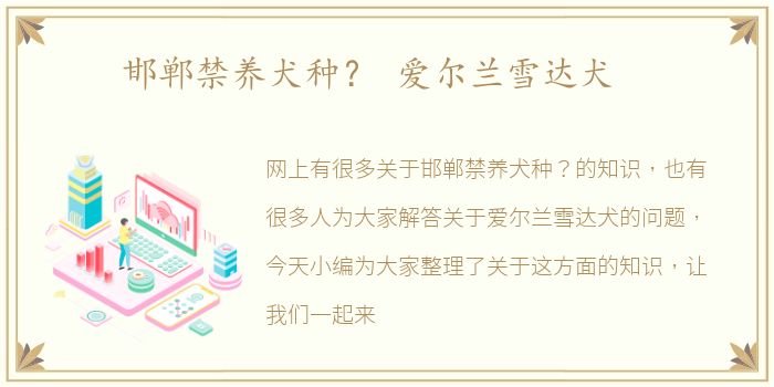 邯郸禁养犬种？ 爱尔兰雪达犬