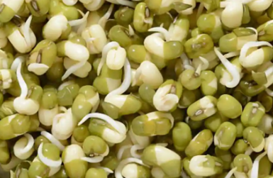 冬季发芽绿豆不容错过的基本健康益处