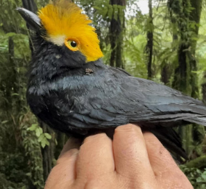 鸟类学家首次捕捉到难以捉摸的黄冠盔鵙的照片