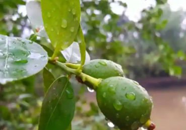 柠檬叶的8种健康益处