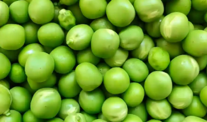 豌豆蛋白对比常规蛋白质需要了解的主要差异