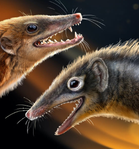 侏罗纪朔兽新物种揭示了哺乳动物的早期进化