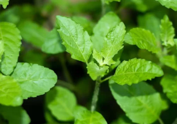 5种清凉阿育吠陀草药来消暑