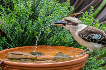 帮助鸟类抵御夏季炎热的方法