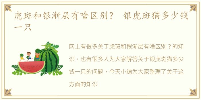 虎斑和银渐层有啥区别？ 银虎斑猫多少钱一只