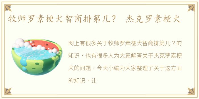 牧师罗素梗犬智商排第几？ 杰克罗素梗犬