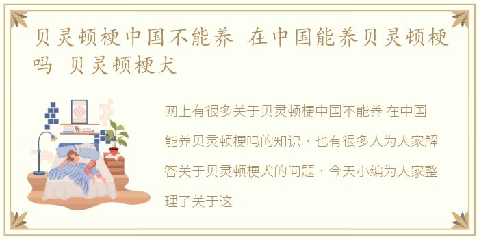 贝灵顿梗中国不能养 在中国能养贝灵顿梗吗 贝灵顿梗犬