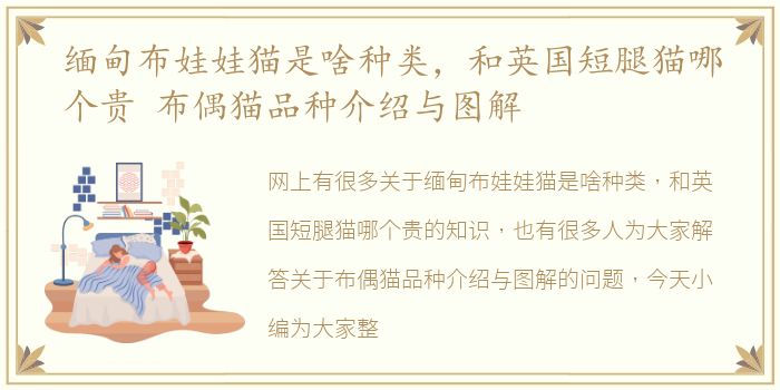 缅甸布娃娃猫是啥种类，和英国短腿猫哪个贵 布偶猫品种介绍与图解
